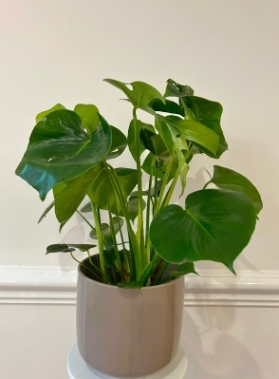 Monstera