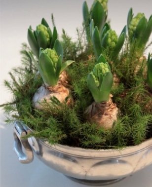 Hyacinth Bulb Planter