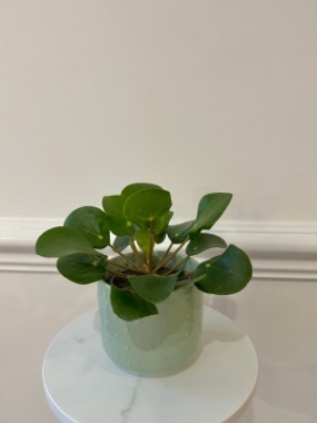 Pilea