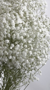 Gypsophila