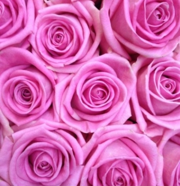 Dozen Pink Roses