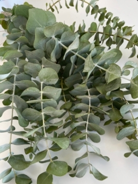 Eucalyptus