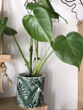 Monstera Plant