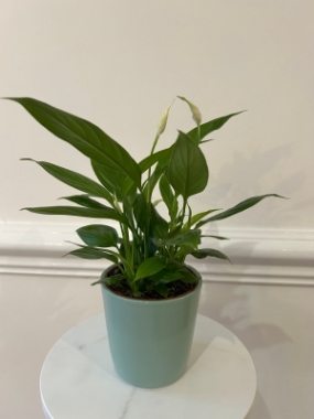 Peace Lily