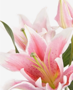 Pink Lily Bouquet