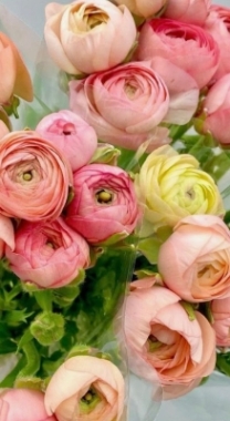 Ranunculus