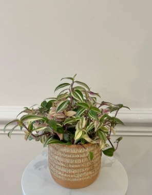 Tradescantia